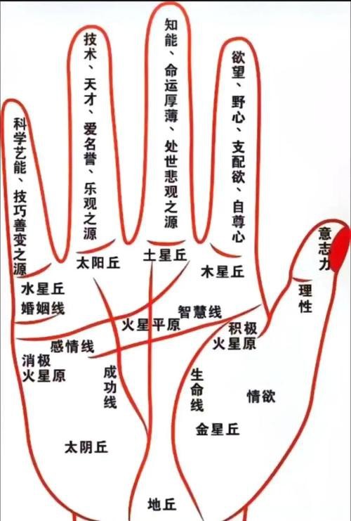 能否提供龍眼紋者的手相圖片？（能否提供龍眼紋者的手相圖片） 能否提供龍眼紋者的手相圖片？（能否提供龍眼紋者的手相圖片） 龍魚百科 第28張