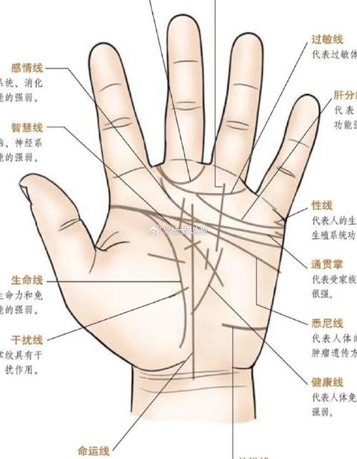 能否提供龍眼紋者的手相圖片？（能否提供龍眼紋者的手相圖片） 能否提供龍眼紋者的手相圖片？（能否提供龍眼紋者的手相圖片） 龍魚百科 第35張