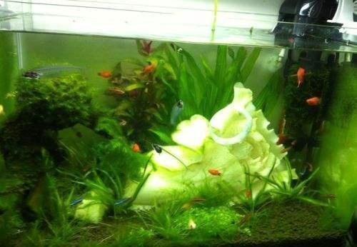 銀龍魚和元寶魚能混養嗎（銀龍魚和元寶魚能混養嗎視頻）（銀龍魚和元寶魚混養的注意事項）