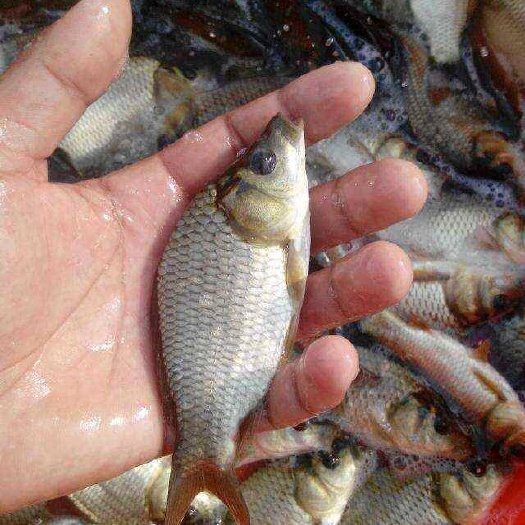 附近的魚苗批發市場（ 附近的魚苗批發市場（\