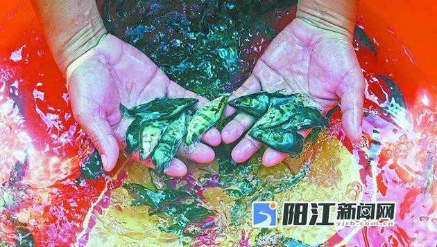 附近的魚苗批發市場（ 附近的魚苗批發市場（\