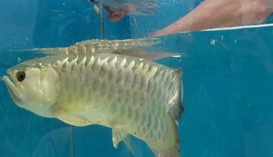 金龍魚幾年成年（男子買的金龍魚整整一天不張嘴,用手掰開嘴,才知發了財!）