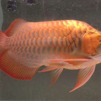 多福魚是什么魚（多福魚與多寶魚（大廚江一舟,海鮮指南|）） 多福魚是什么魚（多福魚與多寶魚（大廚江一舟,海鮮指南|）） 龍魚論壇 第4張