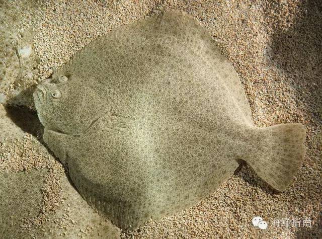 多福魚是什么魚（多福魚與多寶魚（大廚江一舟,海鮮指南|）） 多福魚是什么魚（多福魚與多寶魚（大廚江一舟,海鮮指南|）） 龍魚論壇 第3張