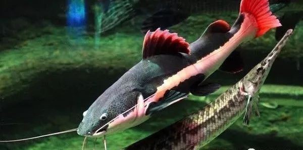 金龍魚拍賣2000萬元最高價格：金龍魚拍賣會2000萬元最高價成交