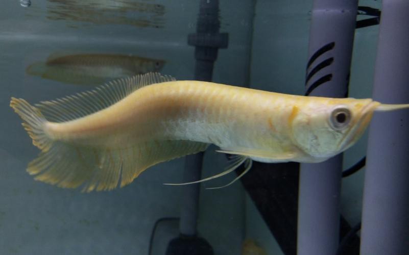 海象魚能和龍魚混養嗎圖片視頻（《海象魚與龍魚混養探究》海象魚能否和龍魚混養嗎）