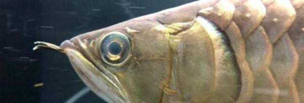 如何預(yù)防龍魚眼白膜的復(fù)發(fā)？（龍魚眼白膜復(fù)發(fā)怎么辦） 如何預(yù)防龍魚眼白膜的復(fù)發(fā)？（龍魚眼白膜復(fù)發(fā)怎么辦） 龍魚論壇 第9張