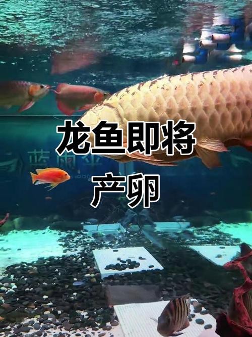 東海小白龍魚怎么繁殖的圖片（《東海小白龍魚怎么繁殖的圖片》）