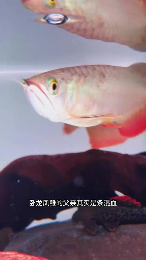 東海小白龍魚怎么繁殖的圖片（《東海小白龍魚怎么繁殖的圖片》）