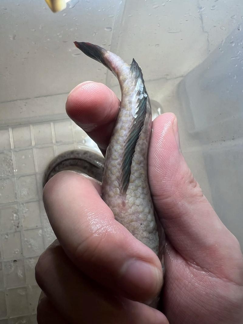 東海小白龍魚怎么繁殖的圖片（《東海小白龍魚怎么繁殖的圖片》）