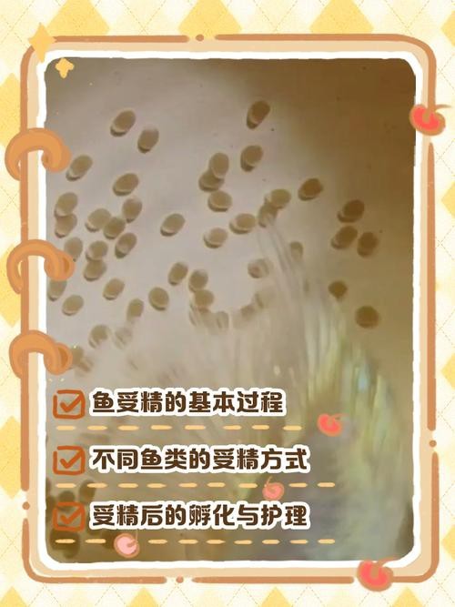 東海小白龍魚怎么繁殖的圖片（《東海小白龍魚怎么繁殖的圖片》）