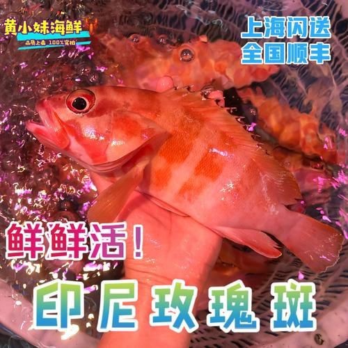 紅玫瑰斑魚圖片（“紅玫瑰斑魚圖片”） 紅玫瑰斑魚圖片（“紅玫瑰斑魚圖片”） 龍魚論壇 第4張