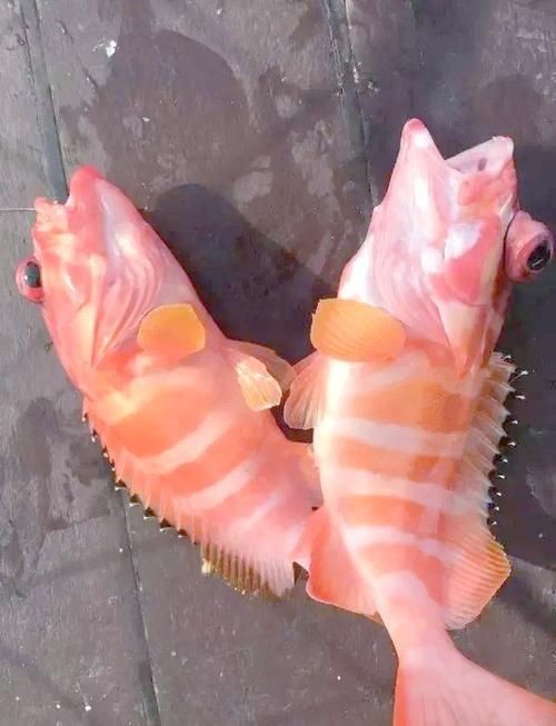 紅玫瑰斑魚圖片（“紅玫瑰斑魚圖片”） 紅玫瑰斑魚圖片（“紅玫瑰斑魚圖片”） 龍魚論壇 第6張