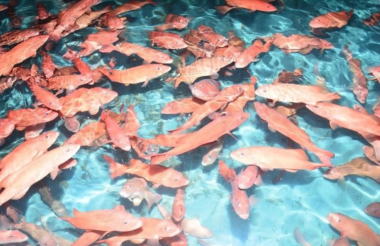 紅玫瑰斑魚圖片（“紅玫瑰斑魚圖片”） 紅玫瑰斑魚圖片（“紅玫瑰斑魚圖片”） 龍魚論壇 第14張
