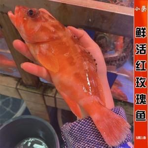 紅玫瑰斑魚圖片（“紅玫瑰斑魚圖片”） 紅玫瑰斑魚圖片（“紅玫瑰斑魚圖片”） 龍魚論壇 第10張