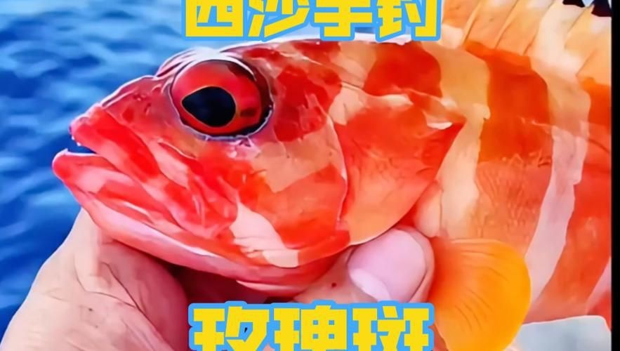 紅玫瑰斑魚圖片（“紅玫瑰斑魚圖片”） 紅玫瑰斑魚圖片（“紅玫瑰斑魚圖片”） 龍魚論壇 第9張