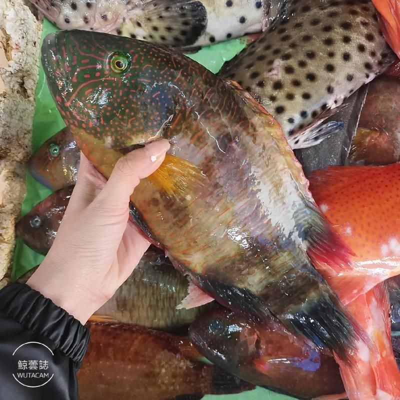 紅玫瑰斑魚圖片（“紅玫瑰斑魚圖片”） 紅玫瑰斑魚圖片（“紅玫瑰斑魚圖片”） 龍魚論壇 第18張