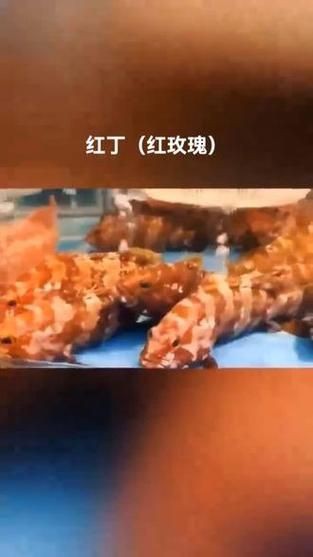 紅玫瑰斑魚圖片（“紅玫瑰斑魚圖片”） 紅玫瑰斑魚圖片（“紅玫瑰斑魚圖片”） 龍魚論壇 第17張