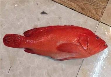 紅玫瑰斑魚圖片（“紅玫瑰斑魚圖片”） 紅玫瑰斑魚圖片（“紅玫瑰斑魚圖片”） 龍魚論壇 第16張