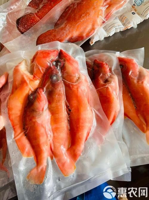 紅玫瑰斑魚圖片（“紅玫瑰斑魚圖片”） 紅玫瑰斑魚圖片（“紅玫瑰斑魚圖片”） 龍魚論壇 第23張