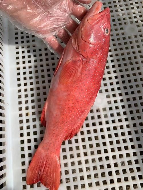 紅玫瑰斑魚圖片（“紅玫瑰斑魚圖片”） 紅玫瑰斑魚圖片（“紅玫瑰斑魚圖片”） 龍魚論壇 第24張