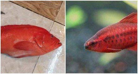 紅玫瑰斑魚圖片（“紅玫瑰斑魚圖片”） 紅玫瑰斑魚圖片（“紅玫瑰斑魚圖片”） 龍魚論壇 第25張