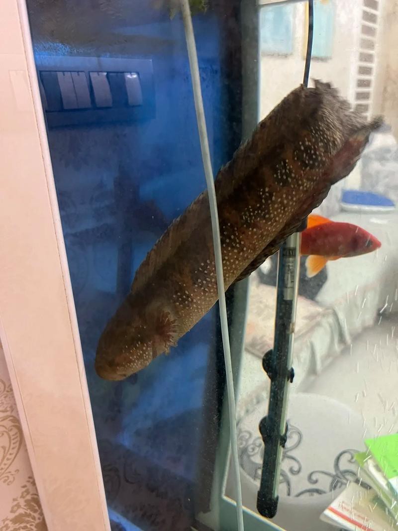 烏魚跟龍魚的區別圖片視頻（烏魚與龍魚區別）