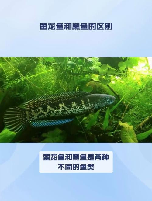 烏魚跟龍魚的區別圖片視頻（烏魚與龍魚區別）