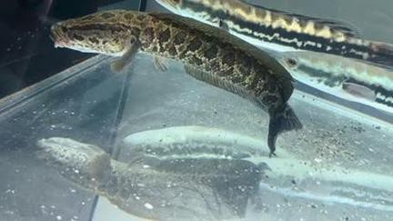 烏魚跟龍魚的區(qū)別圖片視頻（烏魚與龍魚區(qū)別）