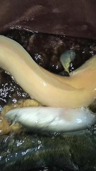 烏魚跟龍魚的區(qū)別圖片視頻（烏魚與龍魚區(qū)別）