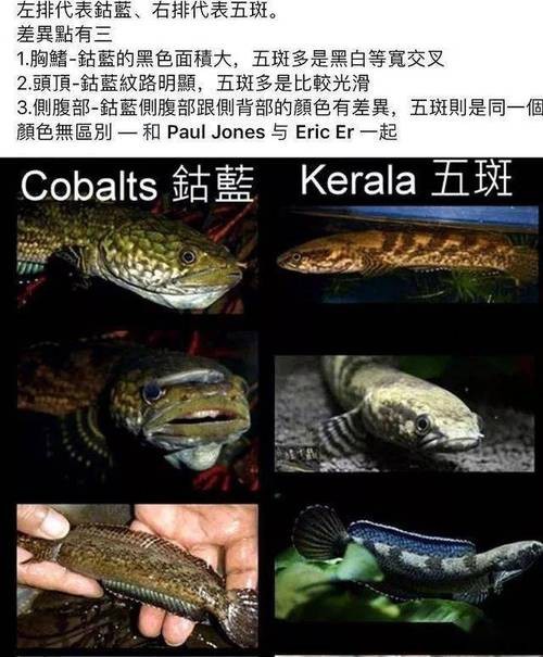 烏魚跟龍魚的區(qū)別圖片視頻（烏魚與龍魚區(qū)別）
