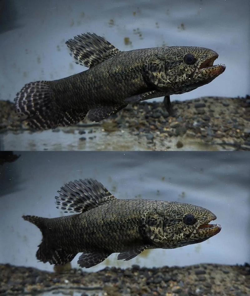 烏魚跟龍魚的區(qū)別圖片視頻（烏魚與龍魚區(qū)別）