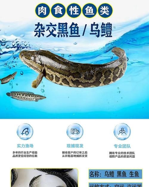 烏魚跟龍魚的區(qū)別圖片視頻（烏魚與龍魚區(qū)別）