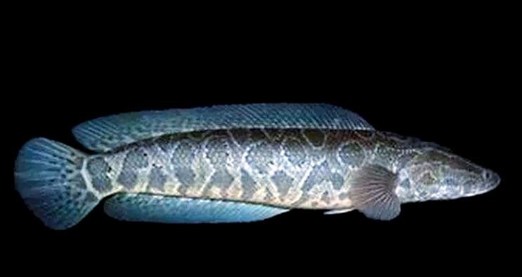 烏魚跟龍魚的區(qū)別圖片視頻（烏魚與龍魚區(qū)別）