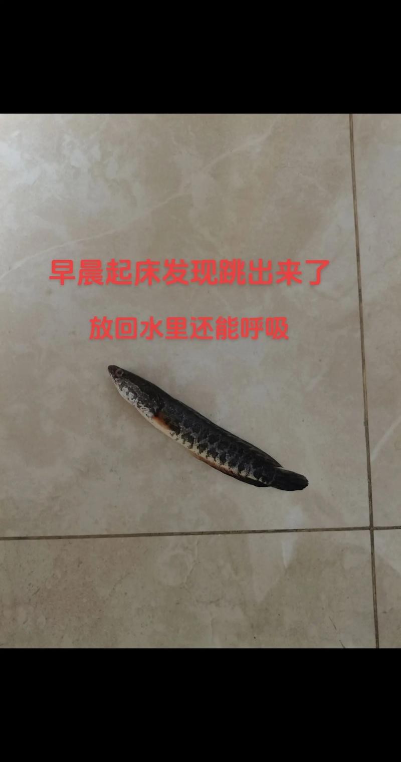 烏魚跟龍魚的區(qū)別圖片視頻（烏魚與龍魚區(qū)別）