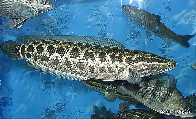 烏魚跟龍魚的區(qū)別圖片視頻（烏魚與龍魚區(qū)別）