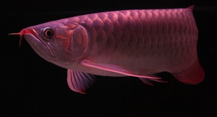 家里喂養銀龍魚養水需要多少天（家里喂養銀龍魚養水需要多少天換水）（家里養銀龍魚養水需要多少天需要注意以下幾個時間點）