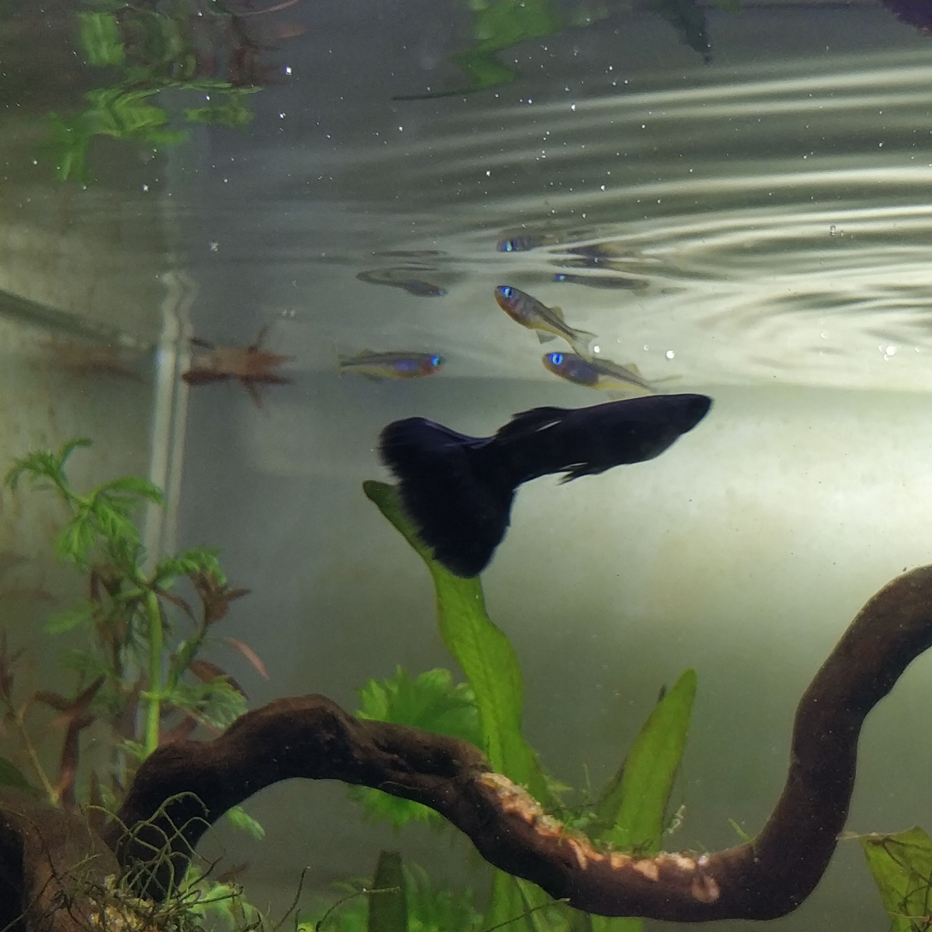 虎皮魚（虎皮魚的養殖方法）