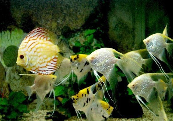 虎皮魚（虎皮魚的養殖方法）