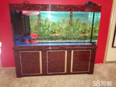 白金龍魚和銀龍魚的區別