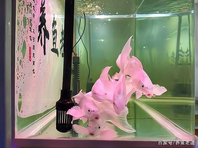 金龍魚一缸可以養幾條（金龍魚的養殖技巧）