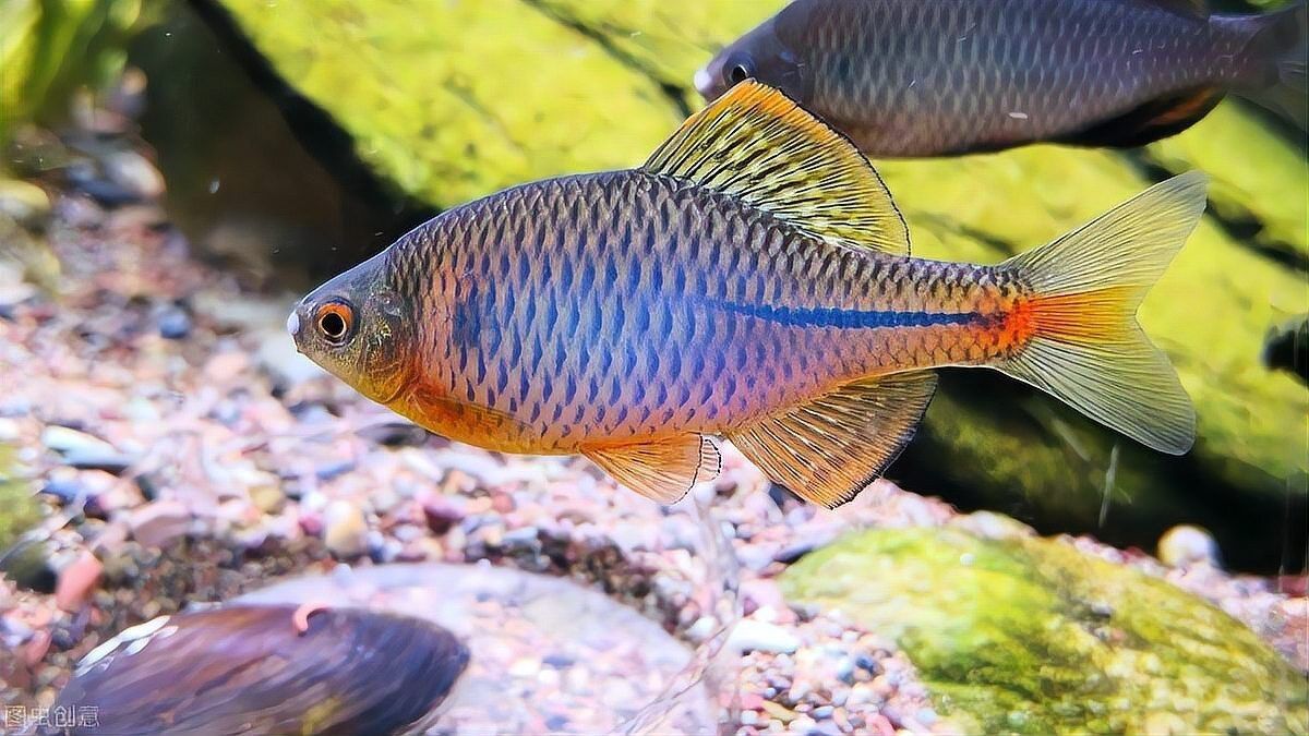 鳑鲏魚為什么養(yǎng)不活（[需手動填充][需手動填充]魚的飼養(yǎng)技術(shù)）