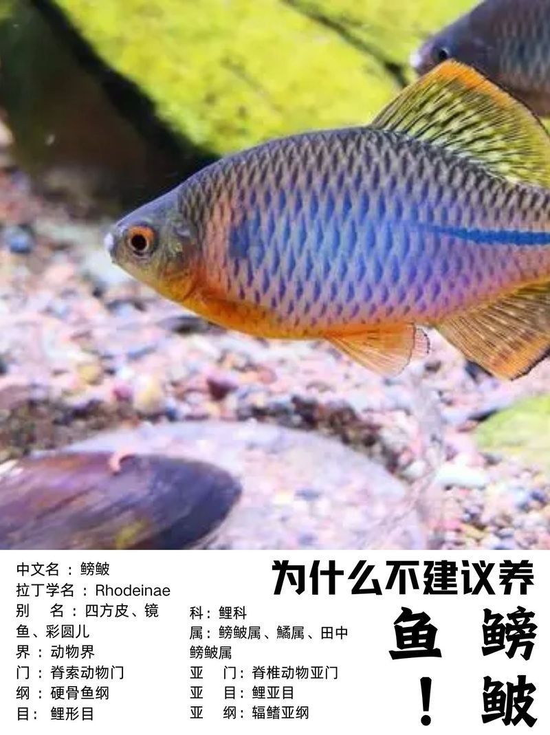 鳑鲏魚為什么養(yǎng)不活（[需手動填充][需手動填充]魚的飼養(yǎng)技術）