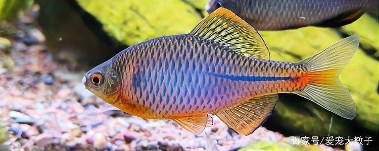 鳑鲏魚為什么養(yǎng)不活（[需手動填充][需手動填充]魚的飼養(yǎng)技術(shù)）