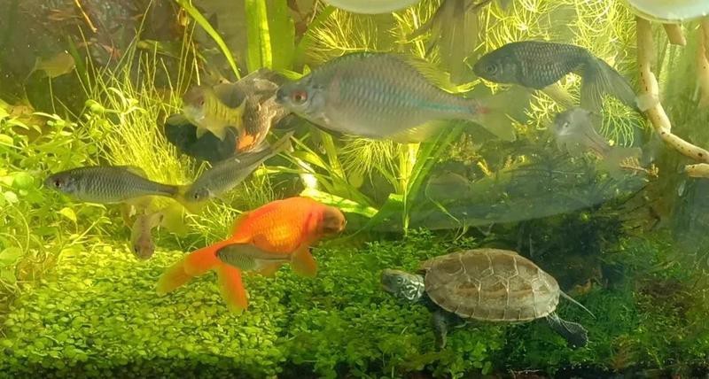 鳑鲏魚為什么養(yǎng)不活（[需手動填充][需手動填充]魚的飼養(yǎng)技術）