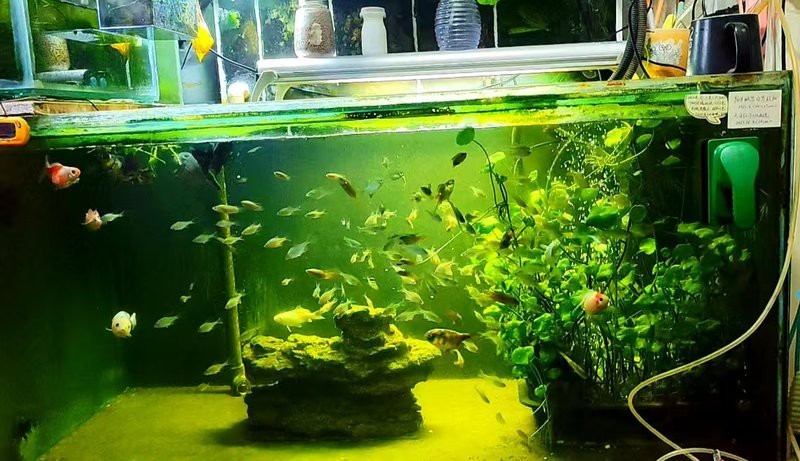 鳑鲏魚為什么養(yǎng)不活（[需手動填充][需手動填充]魚的飼養(yǎng)技術(shù)）