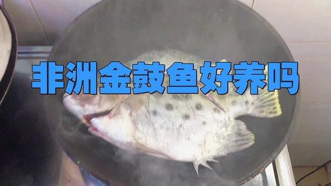 非洲金鼓魚好養嗎（《非洲金鼓魚好養嗎》） 非洲金鼓魚好養嗎（《非洲金鼓魚好養嗎》） 龍魚論壇 第4張