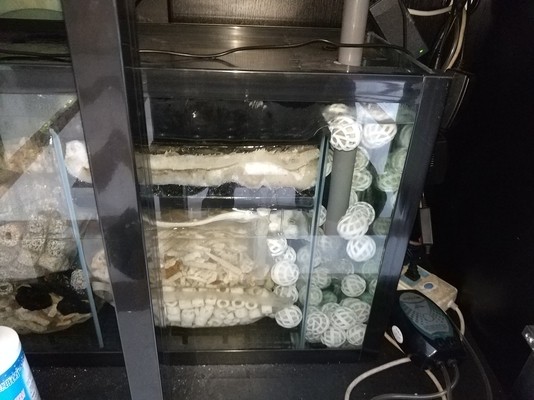 銀龍魚鱗片潰爛圖片(銀龍魚的鱗片有很多裂紋)（\u005cx0d\u005cx0d\u005cx0d）