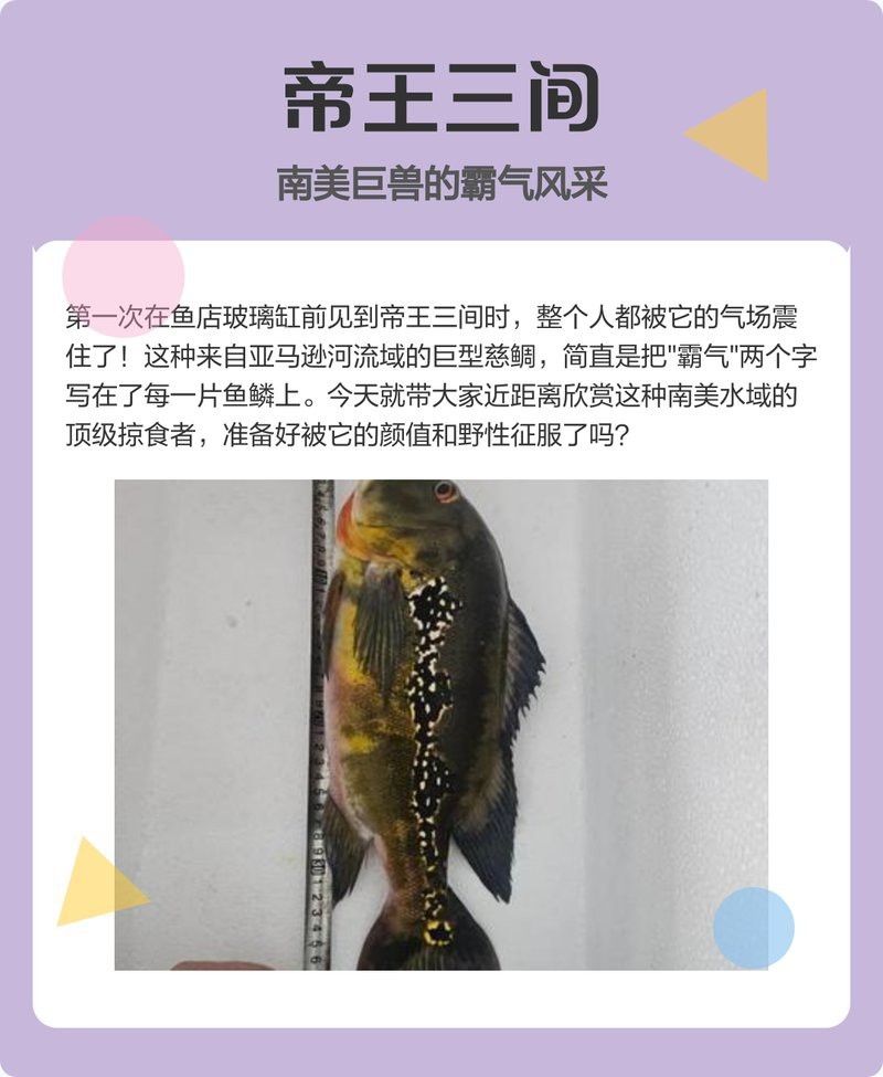 帝王三間魚一年能長多大（帝王三間魚的生長速度與體型發展） 帝王三間魚一年能長多大（帝王三間魚的生長速度與體型發展） 龍魚論壇 第2張