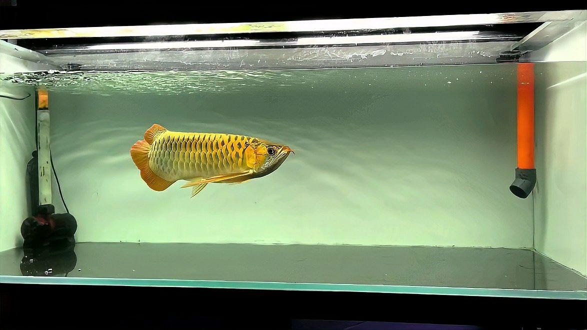 龍魚(yú)缸放清道夫（《龍魚(yú)缸放清道夫》）